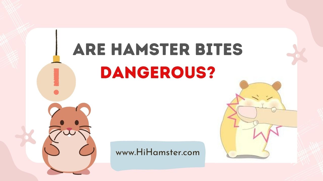 Are Hamster Bites Dangerous