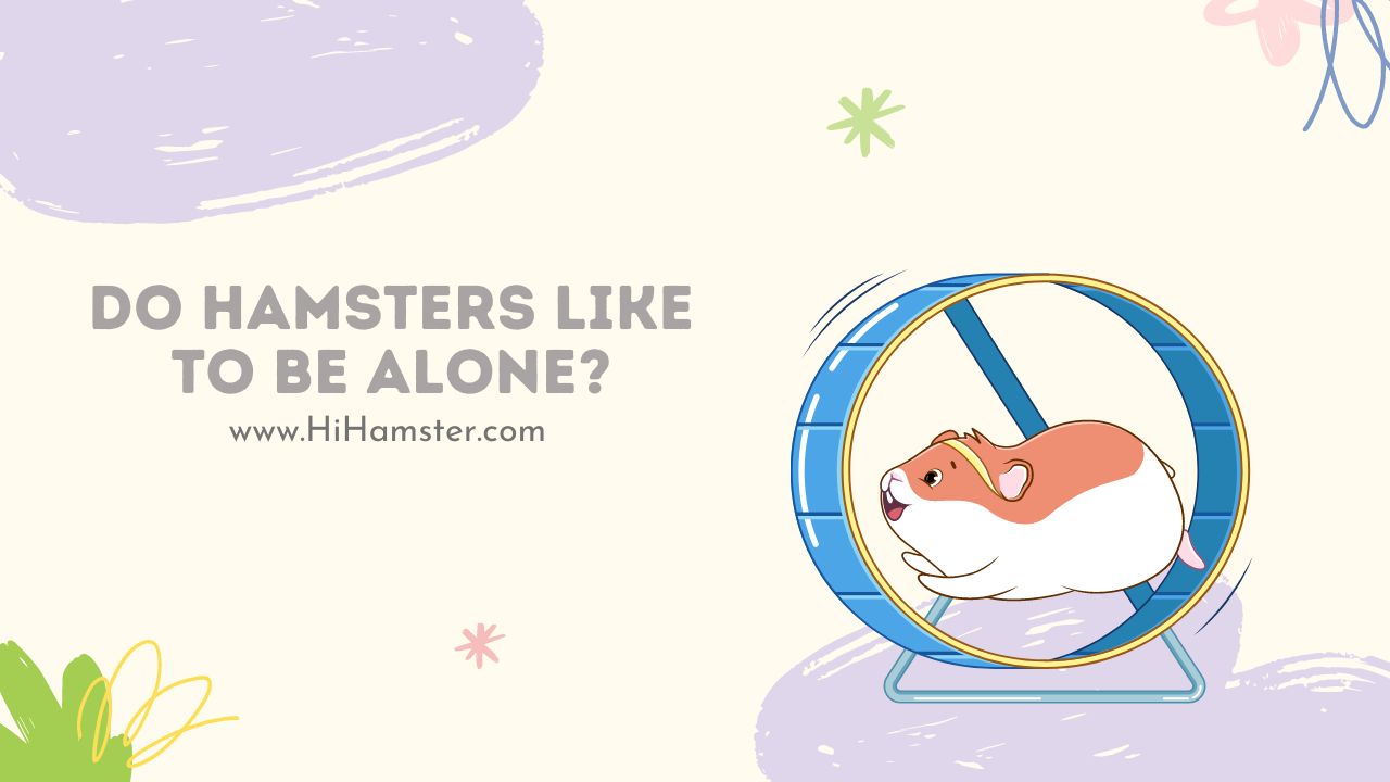 Do Hamsters Like to Be Alone