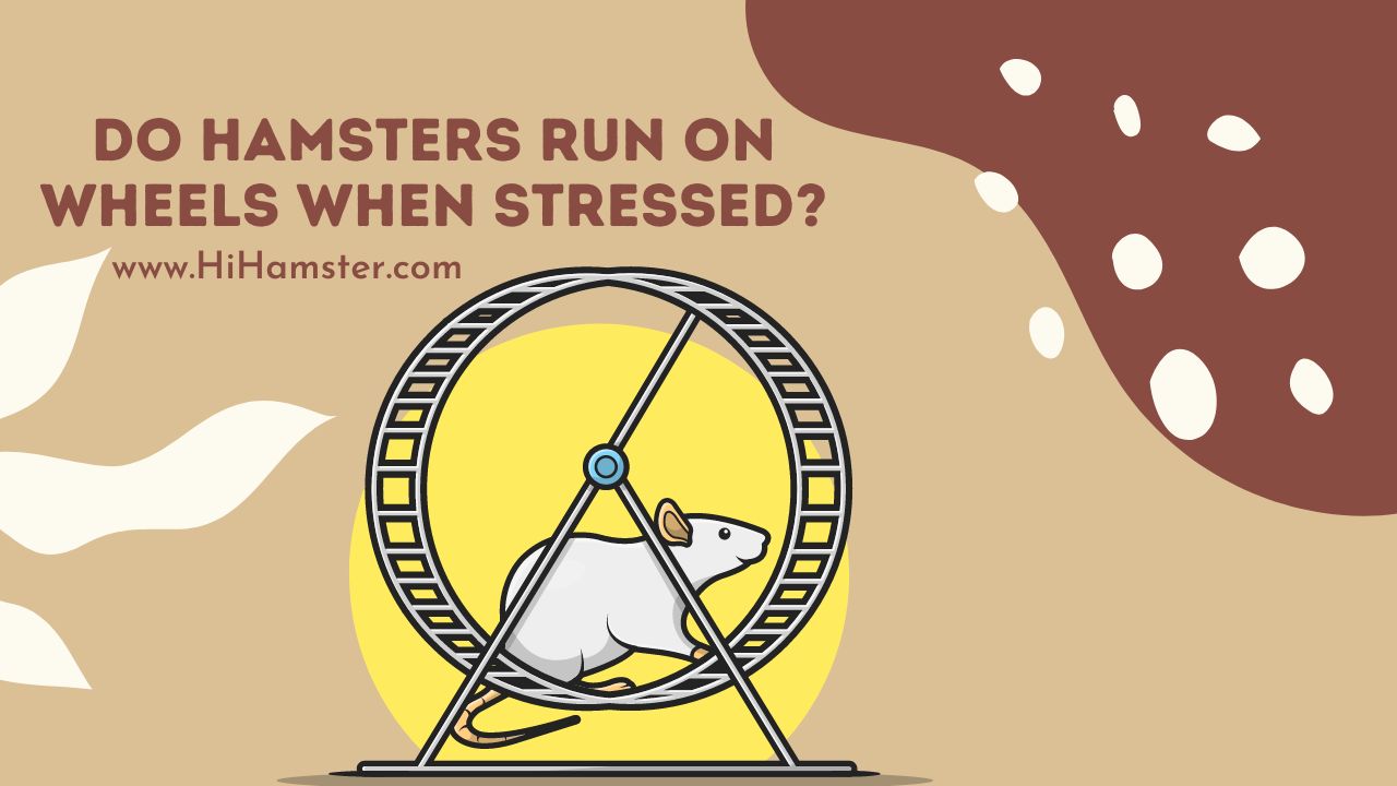 Do Hamsters Run on Wheels When Stressed