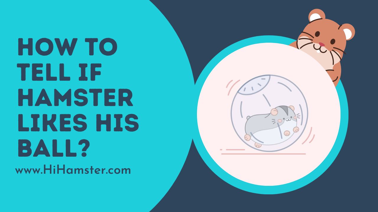 How to Tell if Hamster Likes His Ball