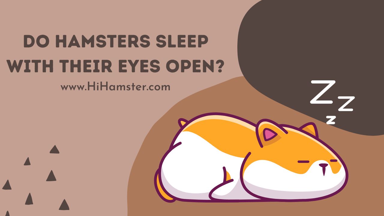 Do Hamsters Sleep with Their Eyes Open