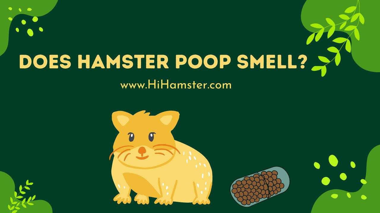 Does Hamster Poop Smell
