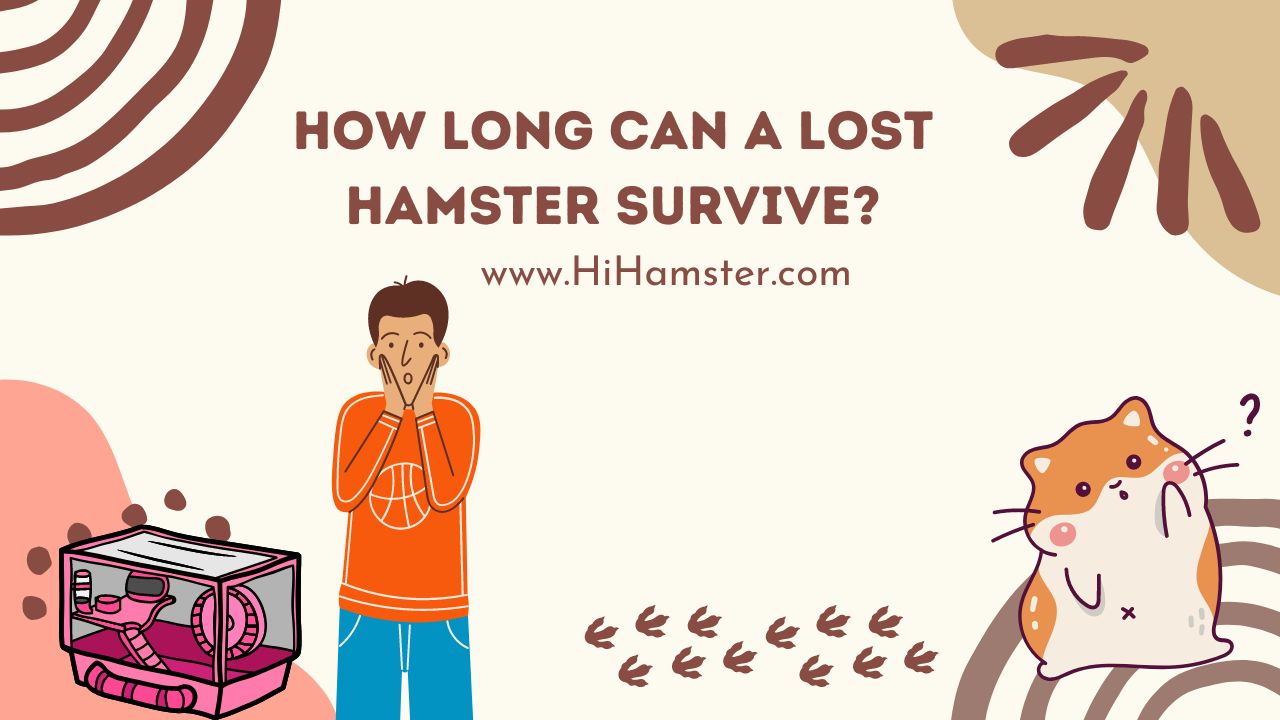 How Long Can a Lost Hamster Survive