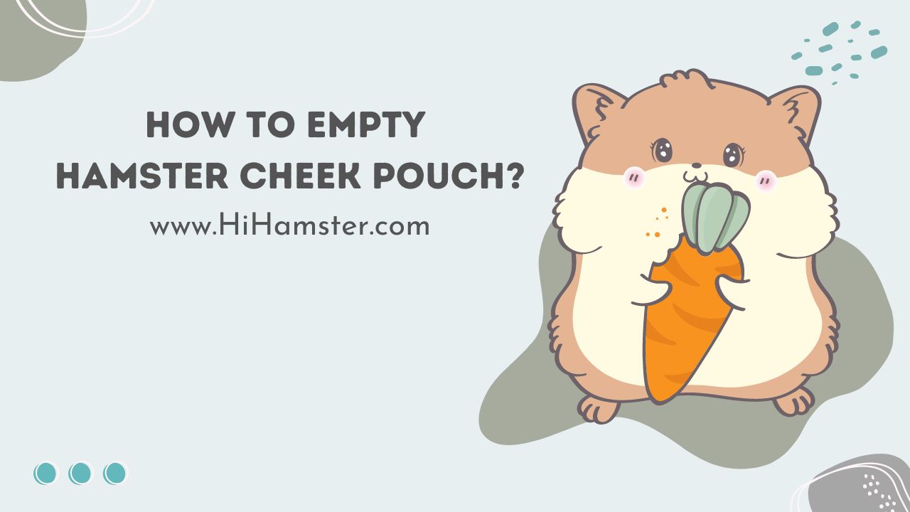 How to Empty Hamster Cheek Pouch