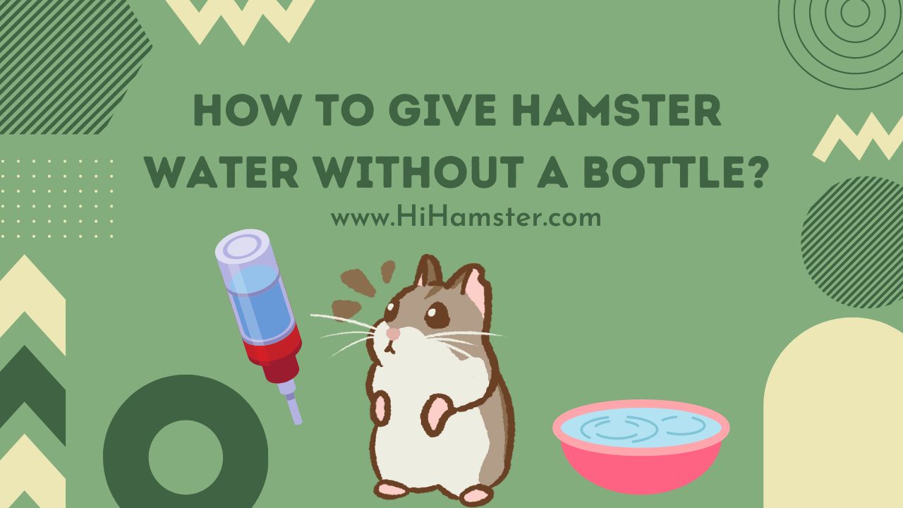 How to Give Hamster Water Without a Bottle