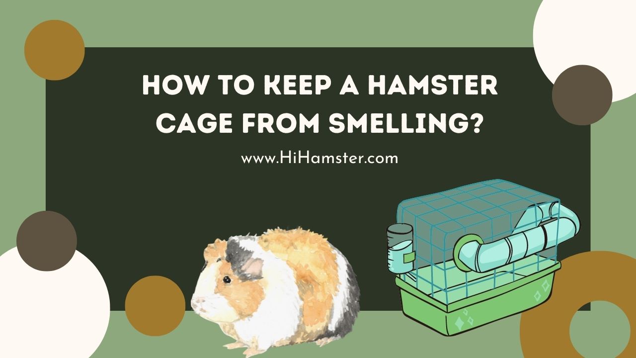 How to Keep a Hamster Cage From Smelling