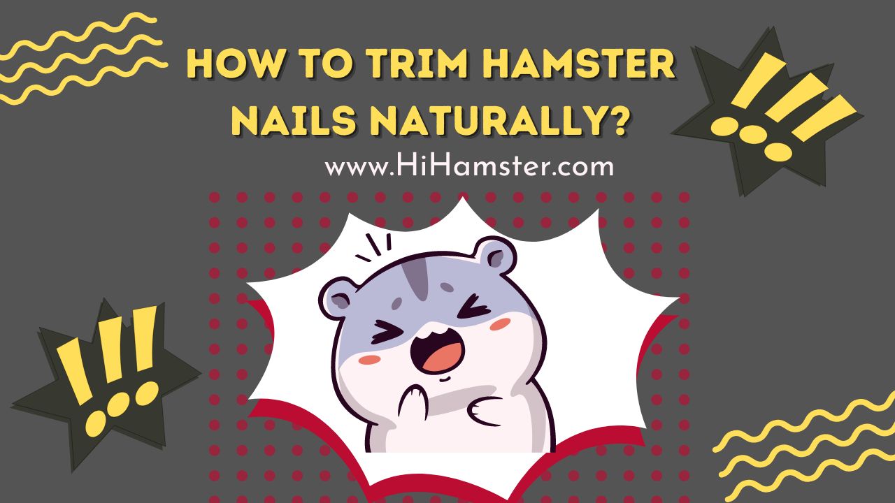 How to Trim Hamster Nails Naturally