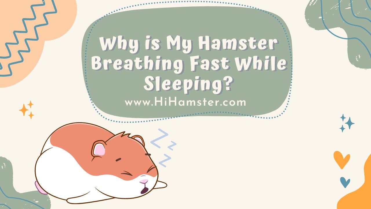 Why is My Hamster Breathing Fast While Sleeping