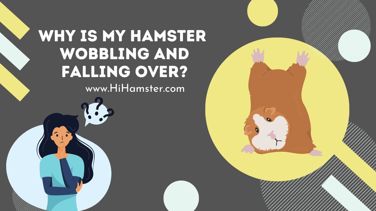 Why is My Hamster Wobbling and Falling Over