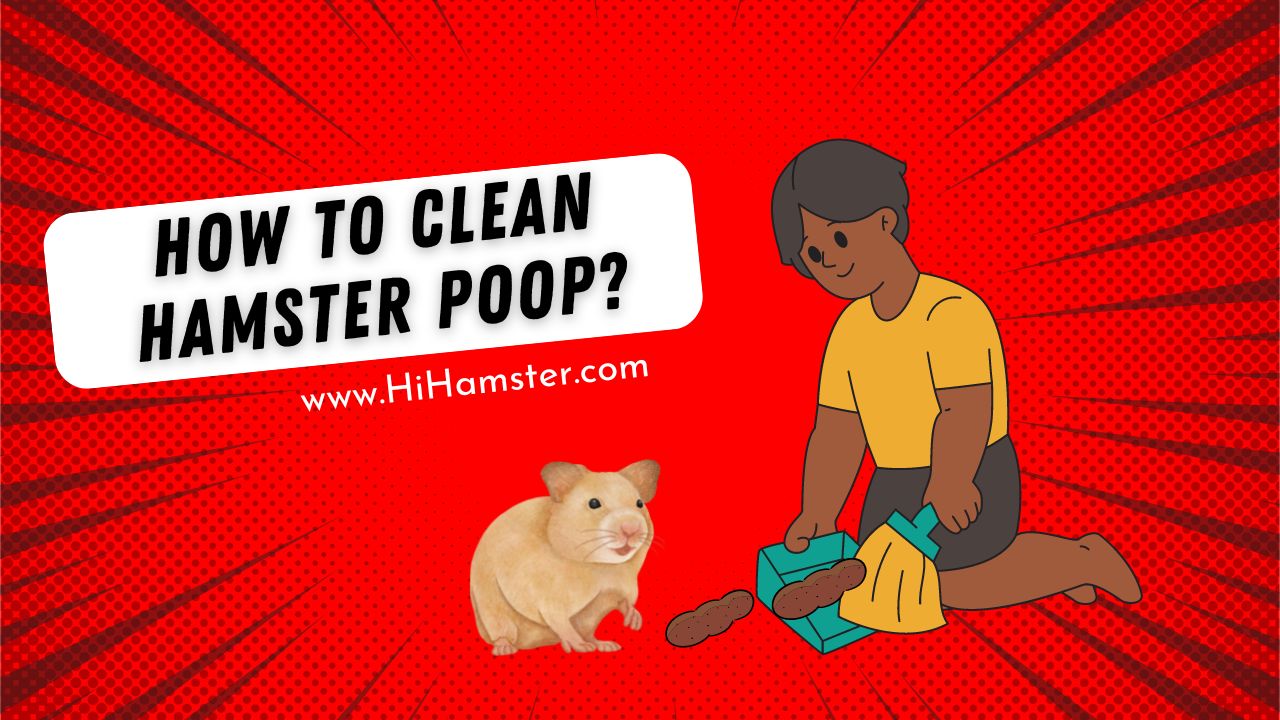 How to Clean Hamster Poop