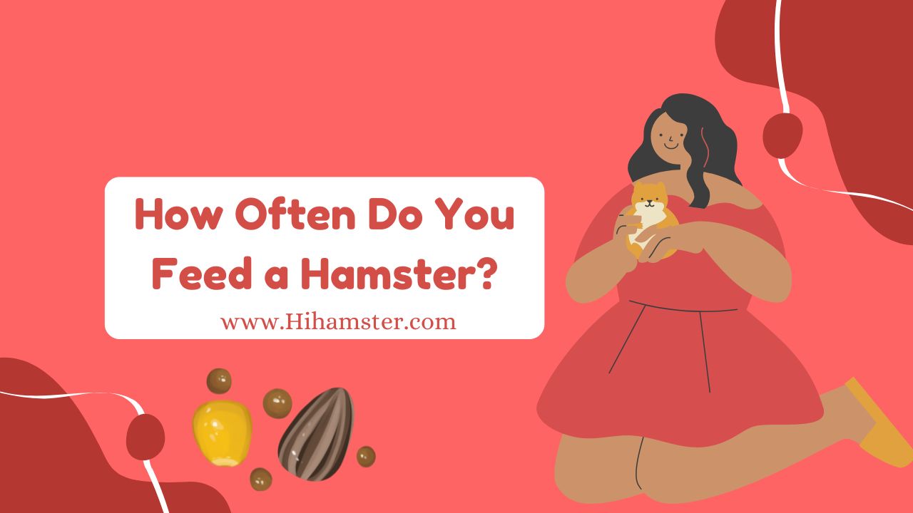 How Often Do You Feed a Hamster