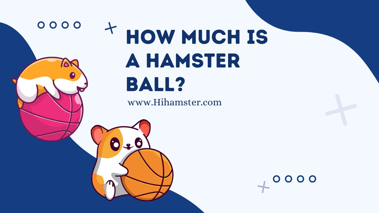 How Much is a Hamster Ball